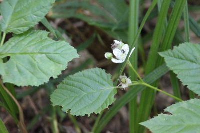 Rubus polonicus, photographed by Maxim Shashkov