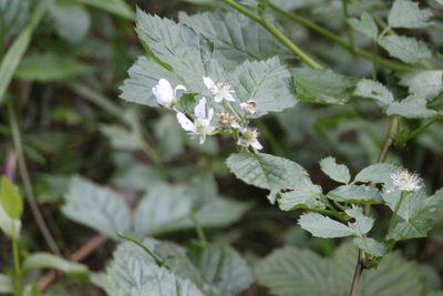 Rubus polonicus, photographed by Maxim Shashkov