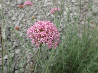 Valeriana lecoqii, photographed by Julien Renoult