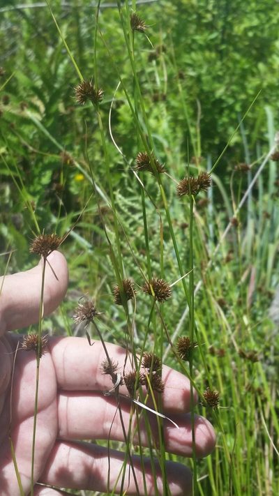 Rhynchospora microcephala, photographed by Jay Horn