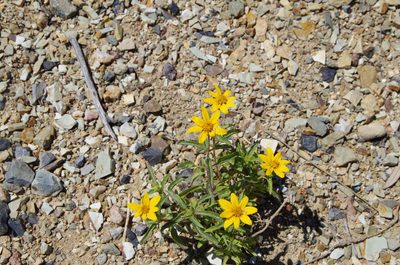 Heliopsis parvifolia, photographed by Eric Knight