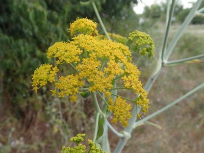 Ferula glauca, photographed by Julien Renoult