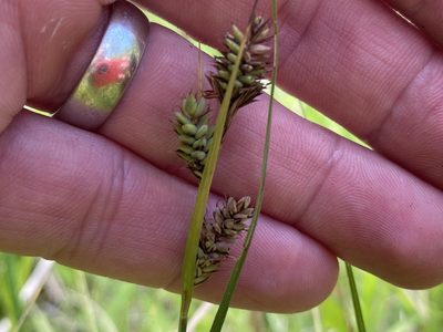Carex buxbaumii, photographed by Summit Metro Parks