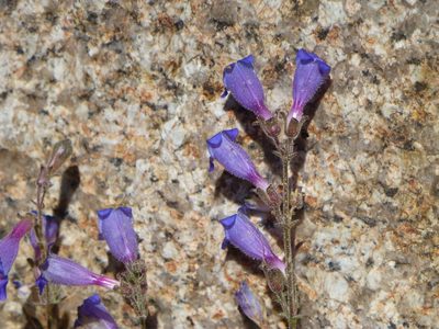 Penstemon roezlii, photographed by Steve Woodward