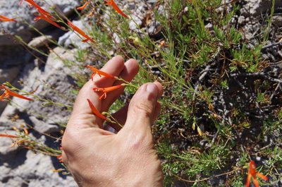 Penstemon pinifolius, photographed by Eric Knight
