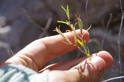 Oenothera toumeyi, photographed by Eric Knight