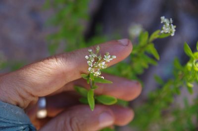 Fendlerella utahensis, photographed by Eric Knight
