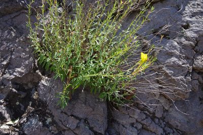 Oenothera toumeyi, photographed by Eric Knight