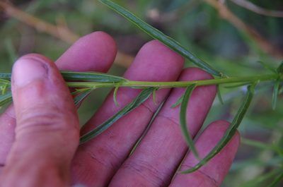 Gymnosperma glutinosum, photographed by Eric Knight