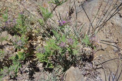 Verbena chiricahensis, photographed by Eric Knight