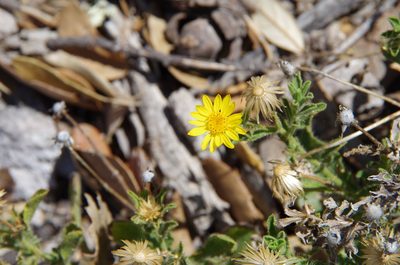 Heterotheca viscida, photographed by Eric Knight