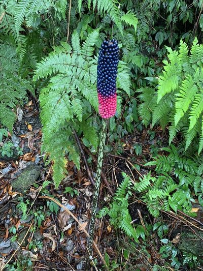 Amorphophallus kiusianus, photographed by Cheng-Te Hsu