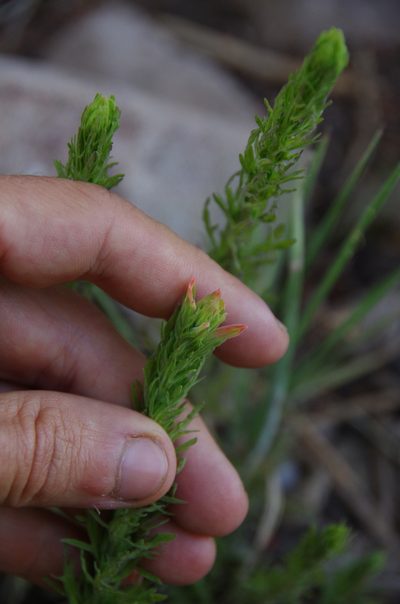 Castilleja patriotica, photographed by Eric Knight