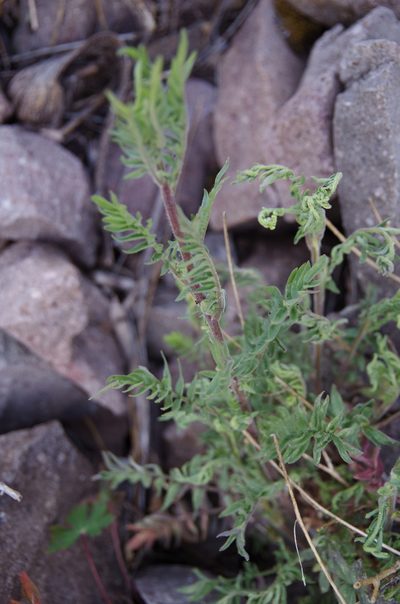Polemonium pauciflorum, photographed by Eric Knight