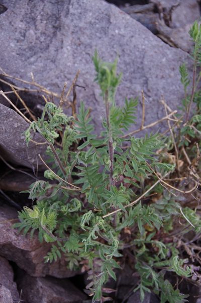 Polemonium pauciflorum, photographed by Eric Knight