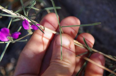 Cologania angustifolia, photographed by Eric Knight