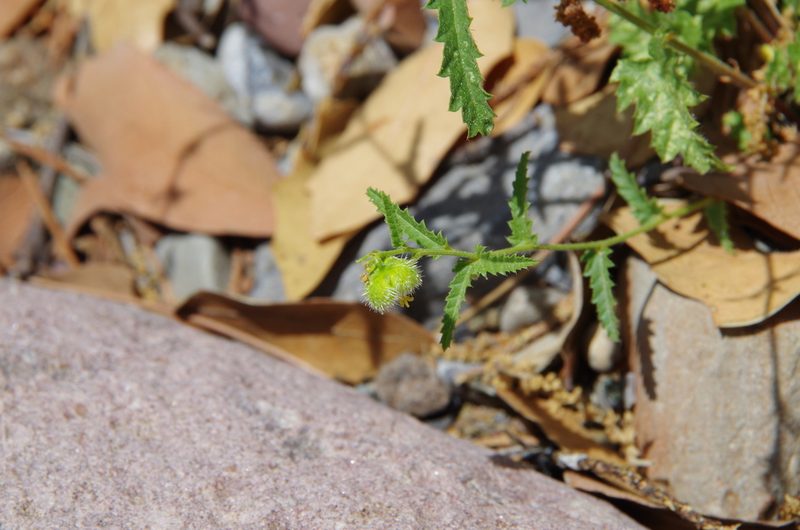 Tragia nepetifolia, photographed by Eric Knight