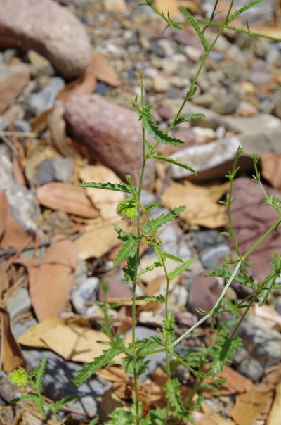 Tragia nepetifolia, photographed by Eric Knight