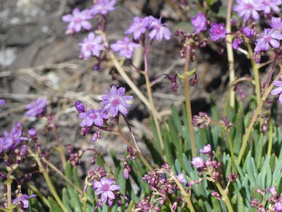 Lewisia leeana, photographed by rjs