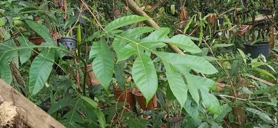 Artocarpus elasticus, photographed by Ong Jyh Seng