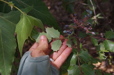 Berberis wilcoxii, photographed by Eric Knight