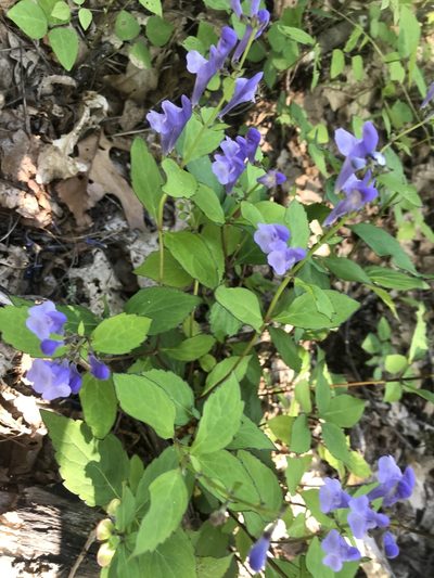 Scutellaria serrata, photographed by fern Wildtruth