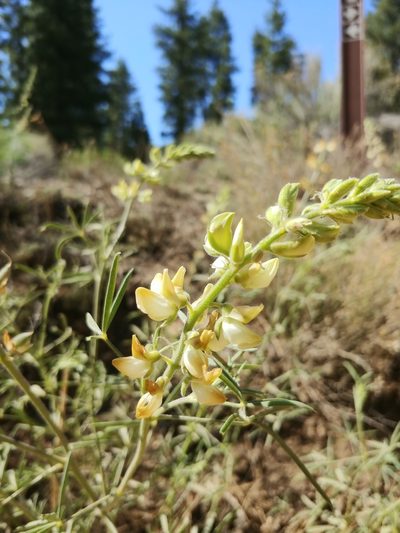 Lupinus andersonii, photographed by Dustin VanOverbeke
