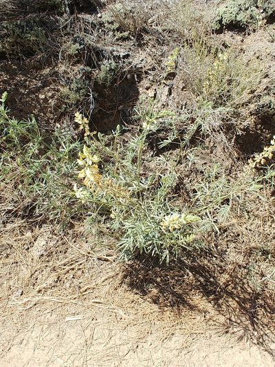 Lupinus andersonii, photographed by Dustin VanOverbeke
