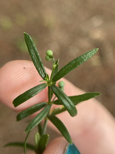 Galium uniflorum, photographed by Emily Summerbell