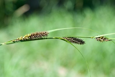 Carex lacustris, photographed by Owen Strickland