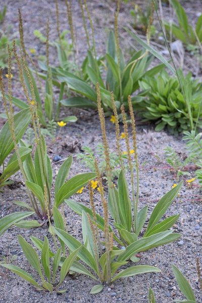 Plantago eriopoda, photographed by Syd Cannings