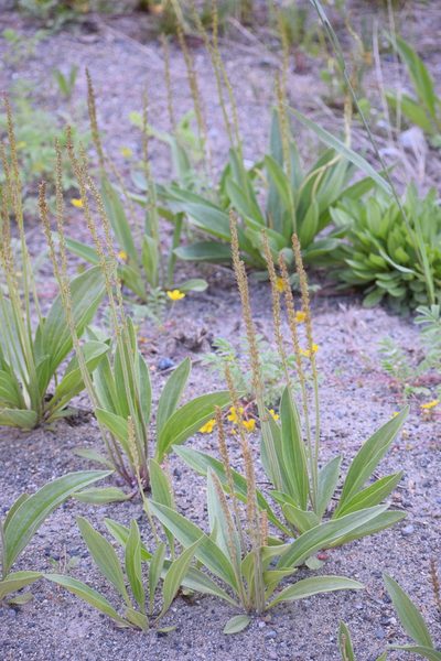 Plantago eriopoda, photographed by Syd Cannings