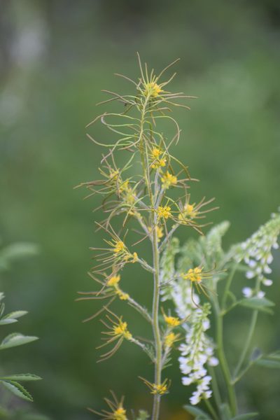 Descurainia sophioides, photographed by Syd Cannings