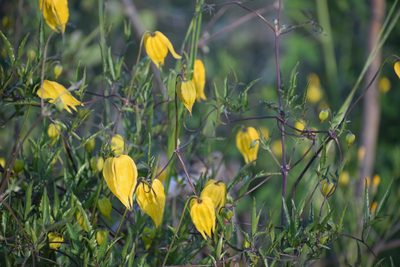 Clematis tangutica, photographed by Syd Cannings