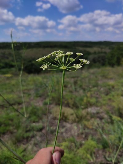 Seseli pallasii, photographed by Denys Vynokurov