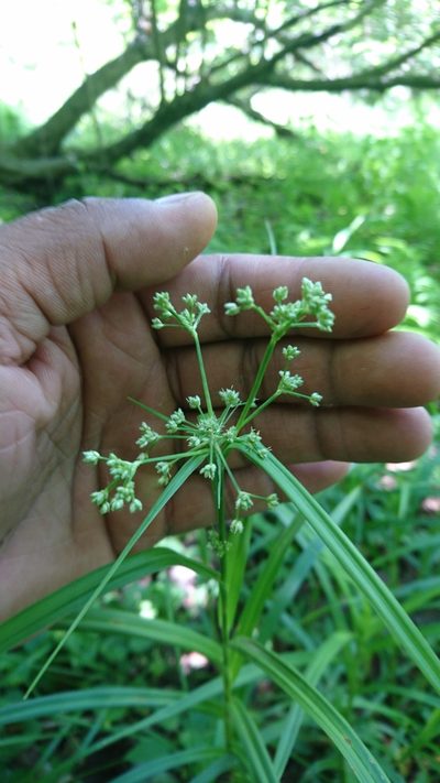 Scirpus polyphyllus, photographed by Sindupa De Silva