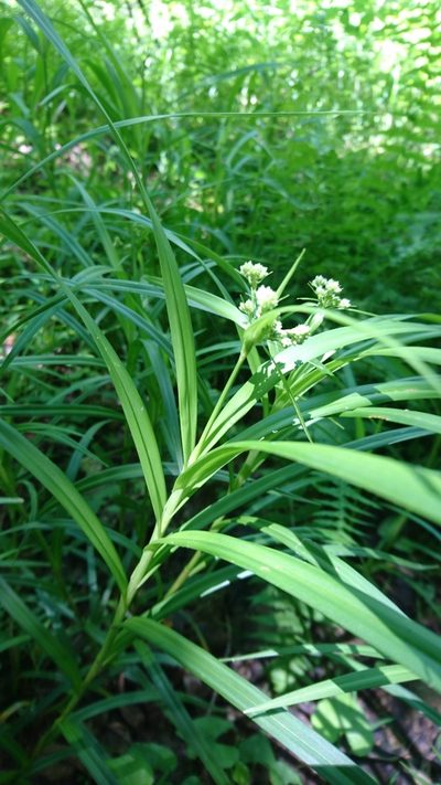 Scirpus polyphyllus, photographed by Sindupa De Silva
