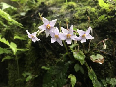 Conandron ramondioides, photographed by 黃美滿