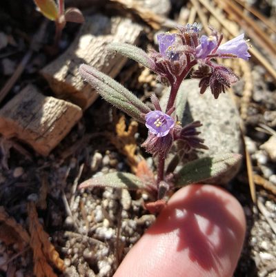 Phacelia quickii, photographed by Justin