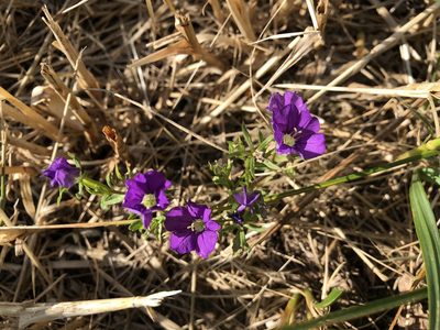 Legousia speculum-veneris, photographed by Jason Grant