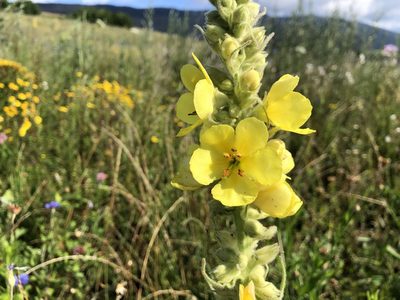 Verbascum densiflorum, photographed by Jason Grant