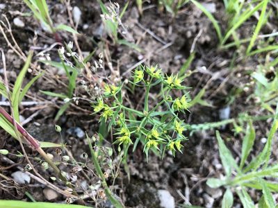 Euphorbia exigua, photographed by Jason Grant