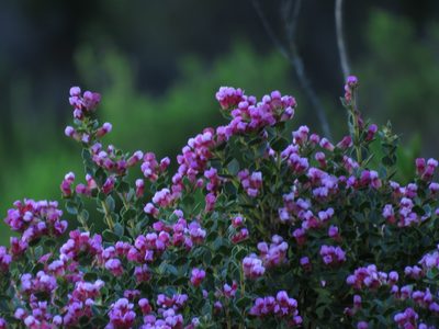 Penaea fucata, photographed by Jeremy Gilmore