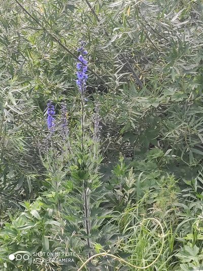 Delphinium retropilosum, photographed by Татьяна Фирсова