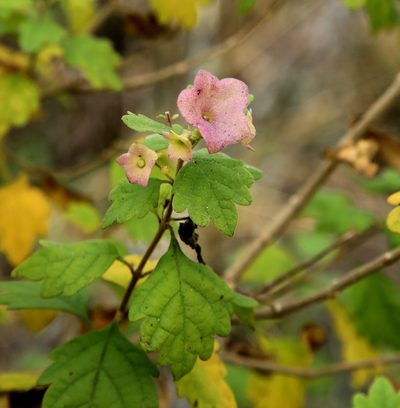 Karomia speciosa, photographed by Wynand Uys