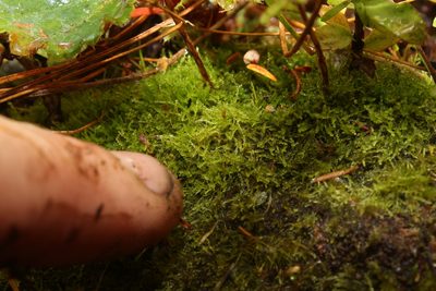 Paracromastigum longiscyphum, photographed by Em Lamond