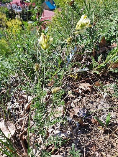 Astragalus zingeri, photographed by Анна Митрошенкова
