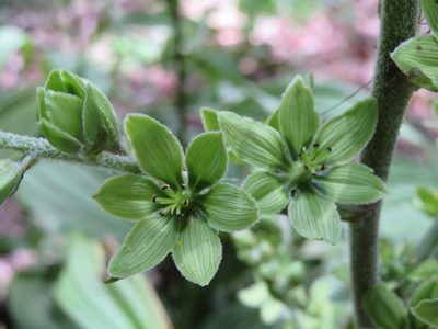 Veratrum oxysepalum, photographed by Marco Mussita
