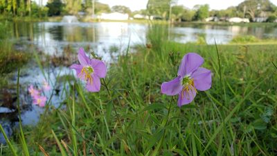 Rhexia nashii, photographed by kerykeion