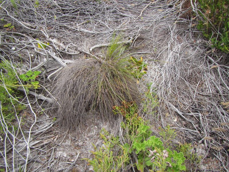 Schoenus inconspicuus, photographed by douglaseustonbrown